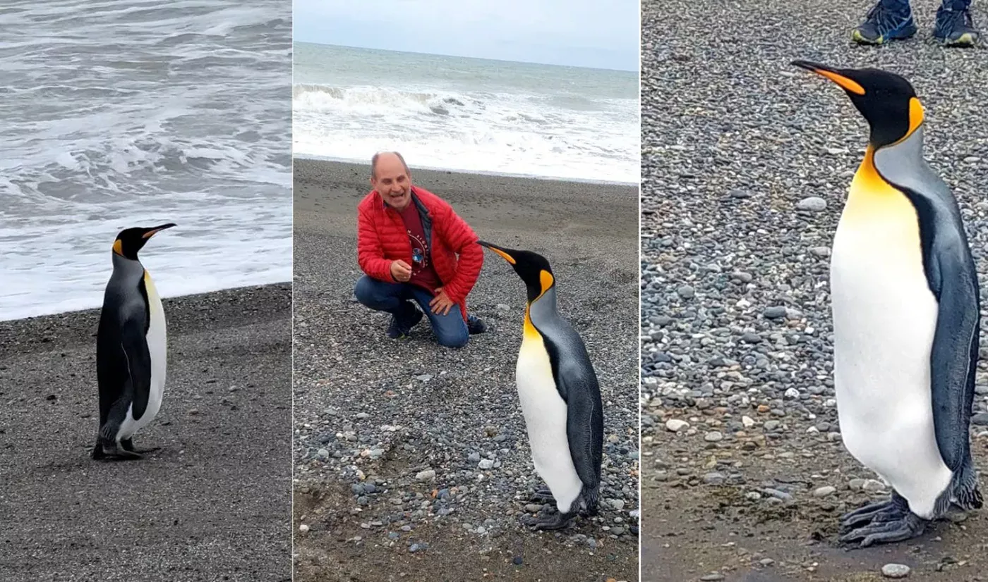 R O Grande Un Ping Ino Rey En Las Playas De El Murtillar