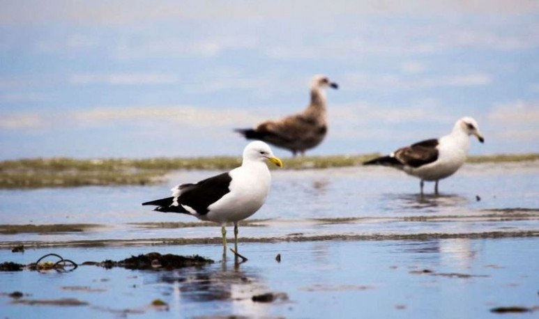 El Festival de Aves 2024 llega a Río Grande