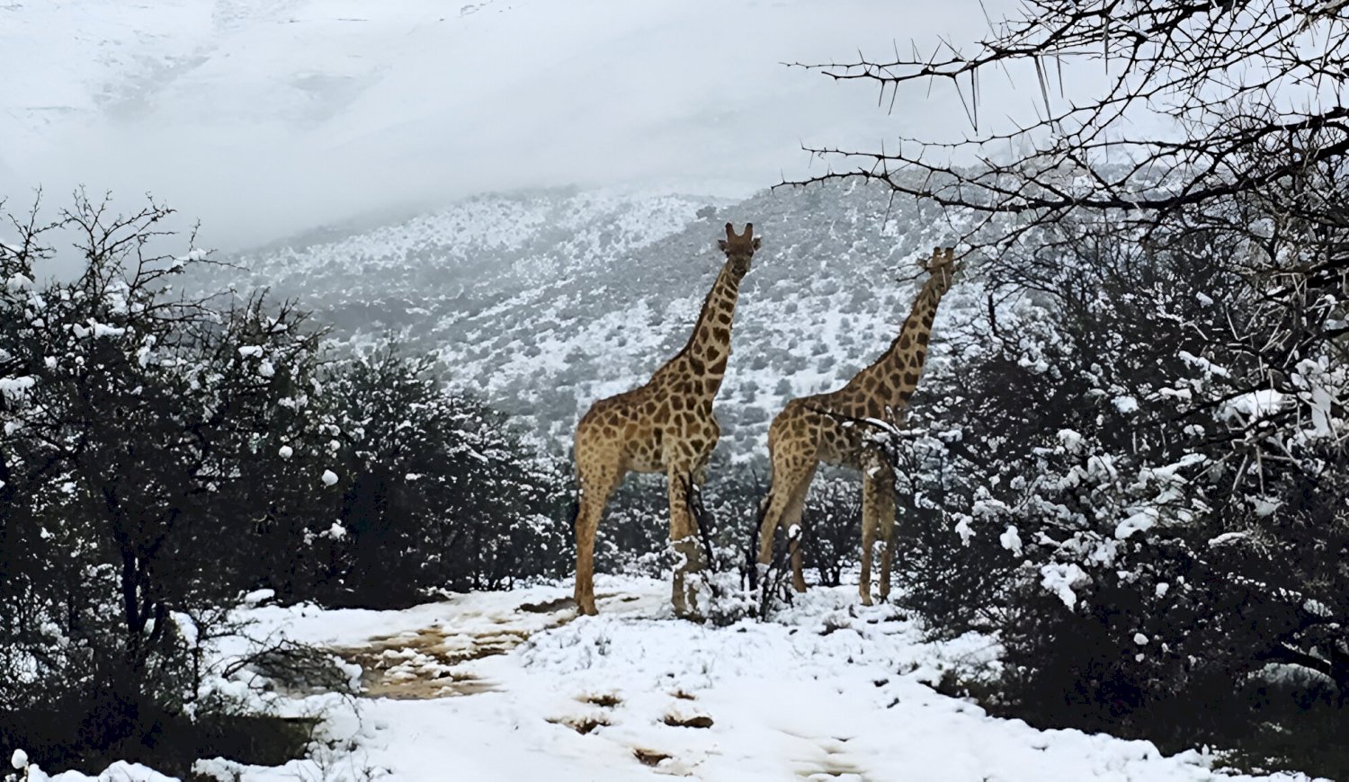 Nevada en el sur de África sorprende