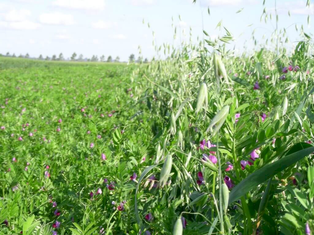 El equipo de mejoramiento vegetal de la Chacra Experimental Integrada de Barrow (MDA-INTA) obtuvo un cultivo con “genética especial, meticulosa y rigurosamente seleccionada a campo”.