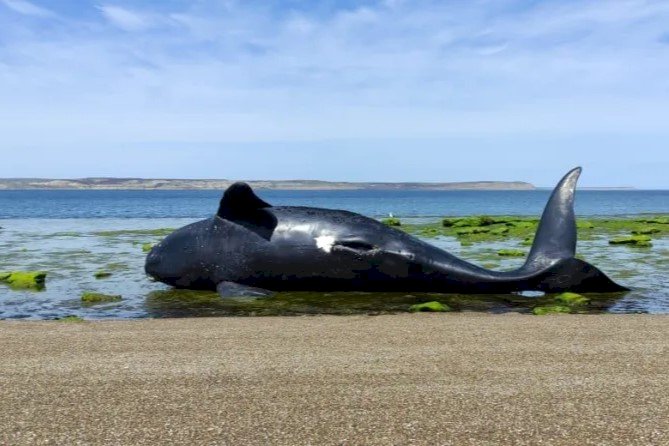 Fallecen 21 ballenas tras consumir algas tóxica