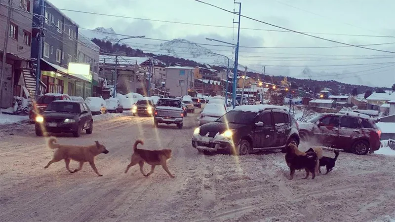 En Río Grande, también hay preocupación por los perros sueltos