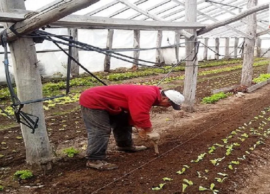 Tolhuin: Subsidiaron a productores frutihortícolas y forestales