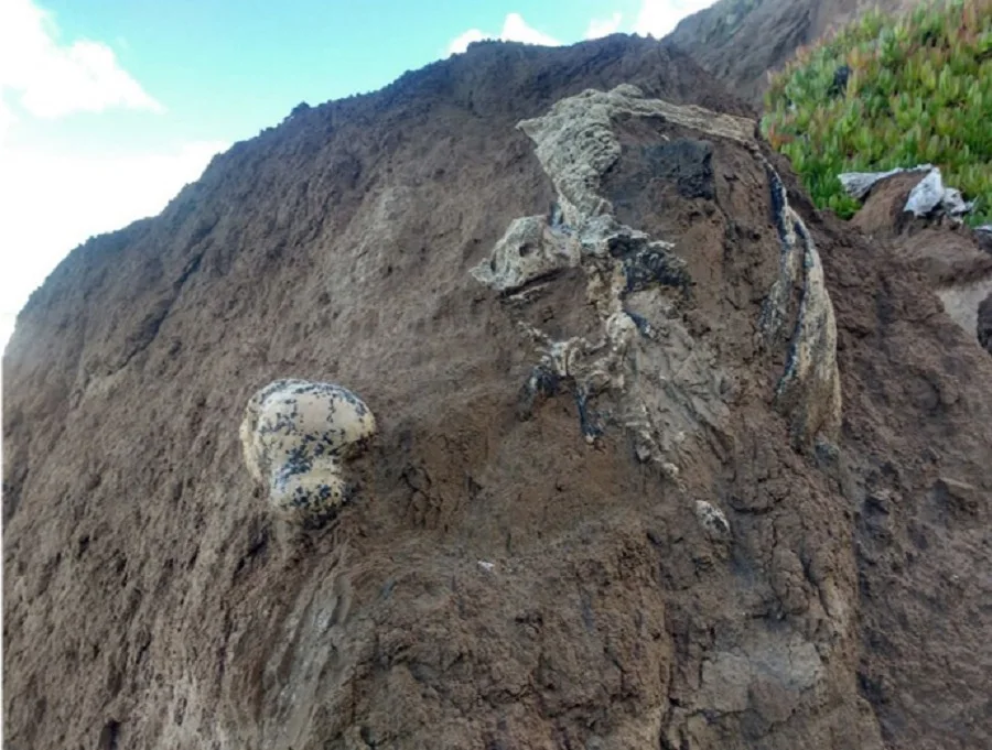 Hallan restos de un perezoso de 3 millones de años en Mar del Plata