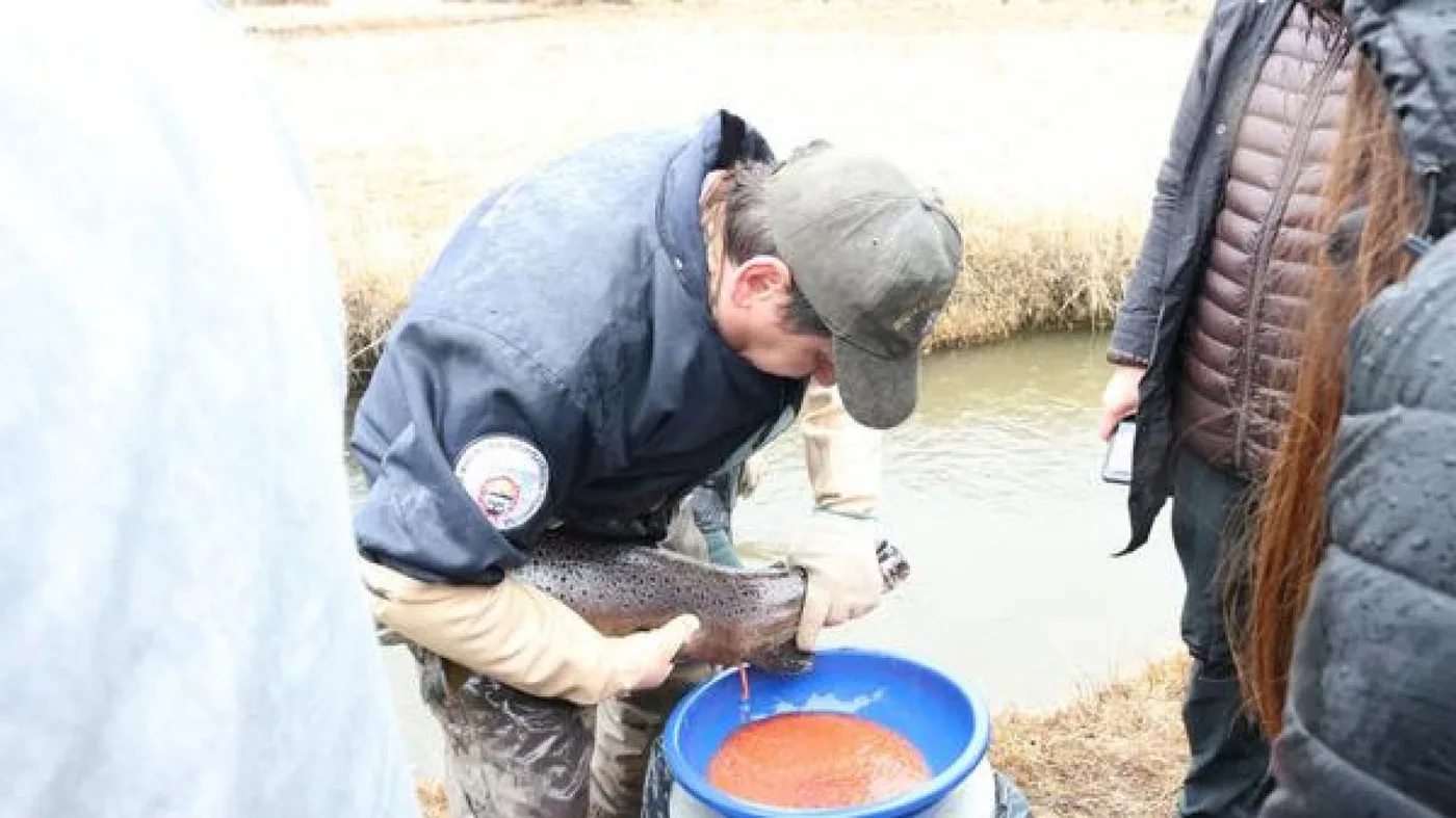 Campaña de Desove de Trucha Marrón (Salmo trutta) en el río Mimica