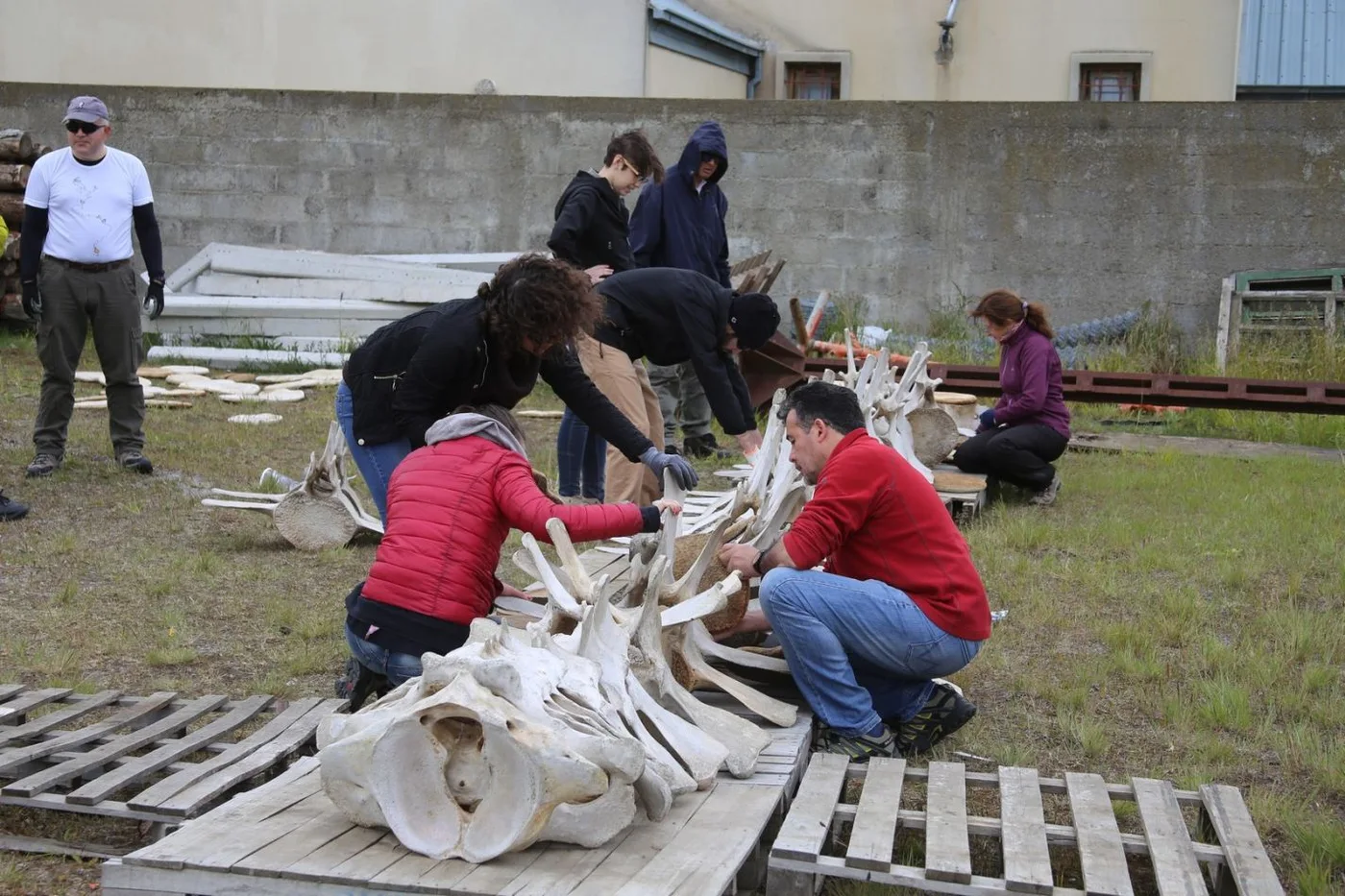 Ensalmble de los restos de la ballena fín