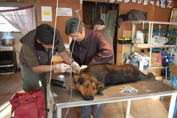 La brucelosis canina es la manifestación  de la enfermedad detectada en Río Grande.