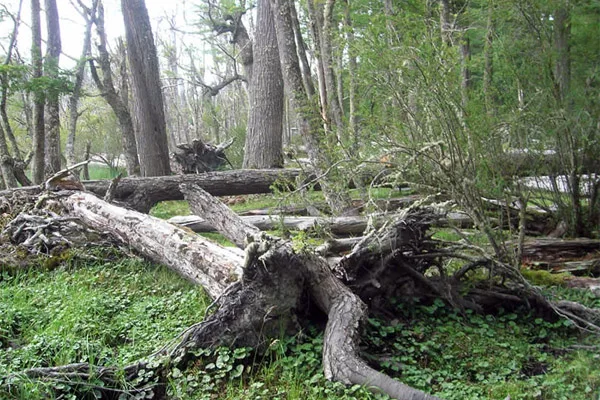 Fue el primer encuentro tras la sanción de la Ley Provincial de Bosques.