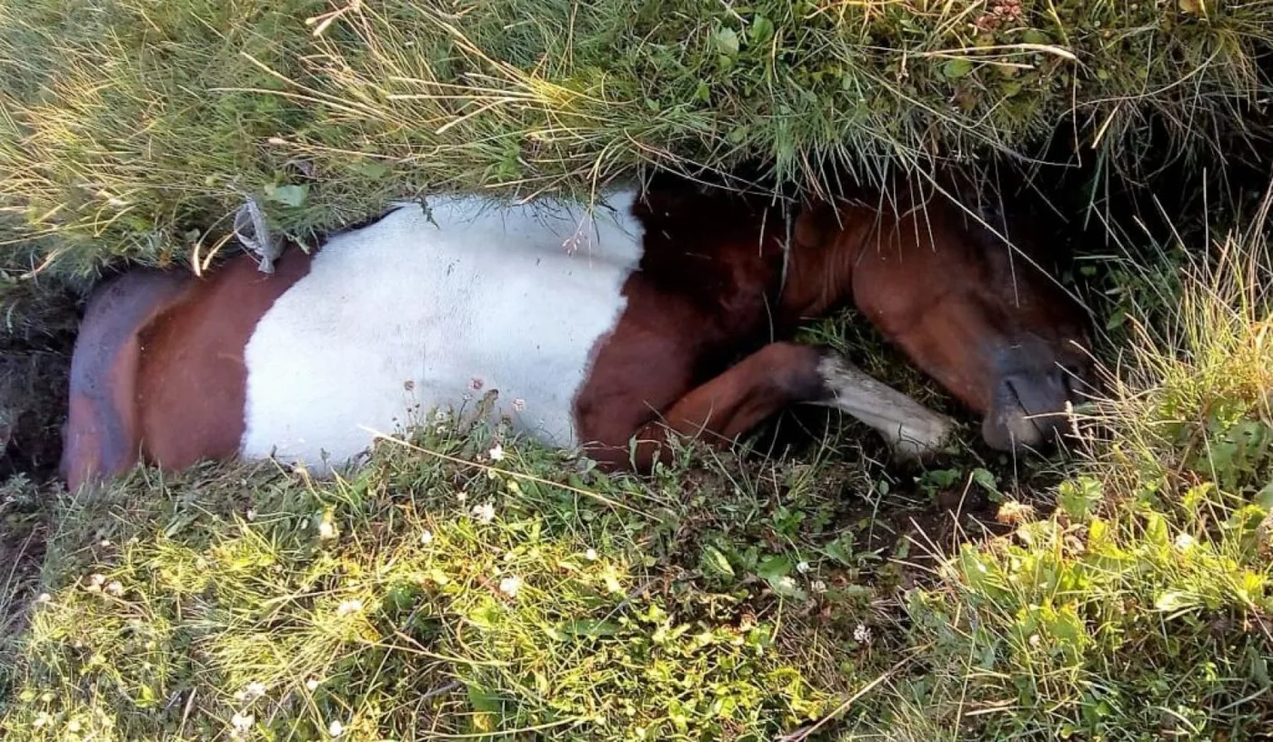 El caballo había caído en una zanja y debió ser rescatado.