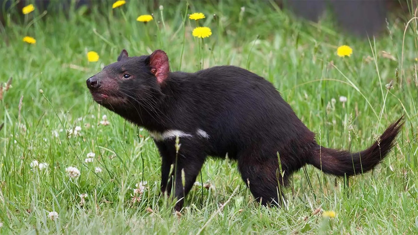 Después de 3.000 años, nacieron 7 demonios de Tasmania de forma natural