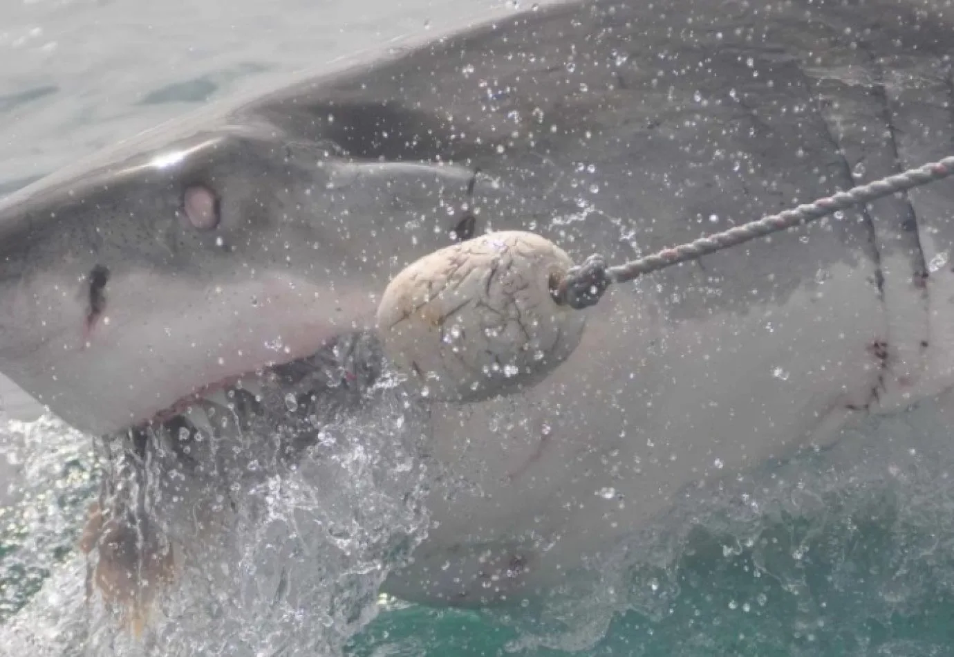 Sorpresiva pesca de un tiburón en cercanías de Caleta Oliva