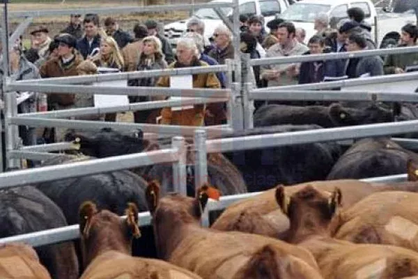 Toros y vaquillonas, listos para el remate en la Rural.