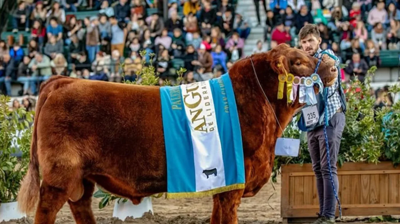 Un toro argentino se consagró campeón del mundo