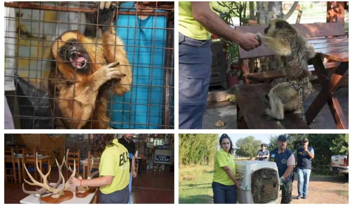 Tras el orden de allanamiento por parte del Juzgado Federal de Pehuajó junto al Departamento de Delitos Ambientales de la Policía Federal Argentina.