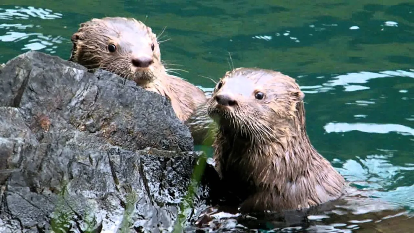 En Tierra del Fuego defienden al huillín, una especie clave, en peligro de extinción