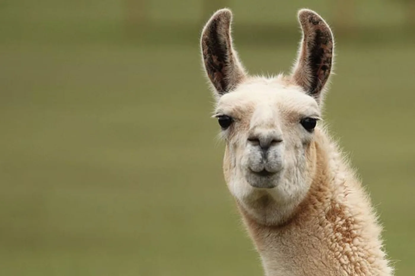 Dificultades para el manejo de las poblaciones de guanacos y castores