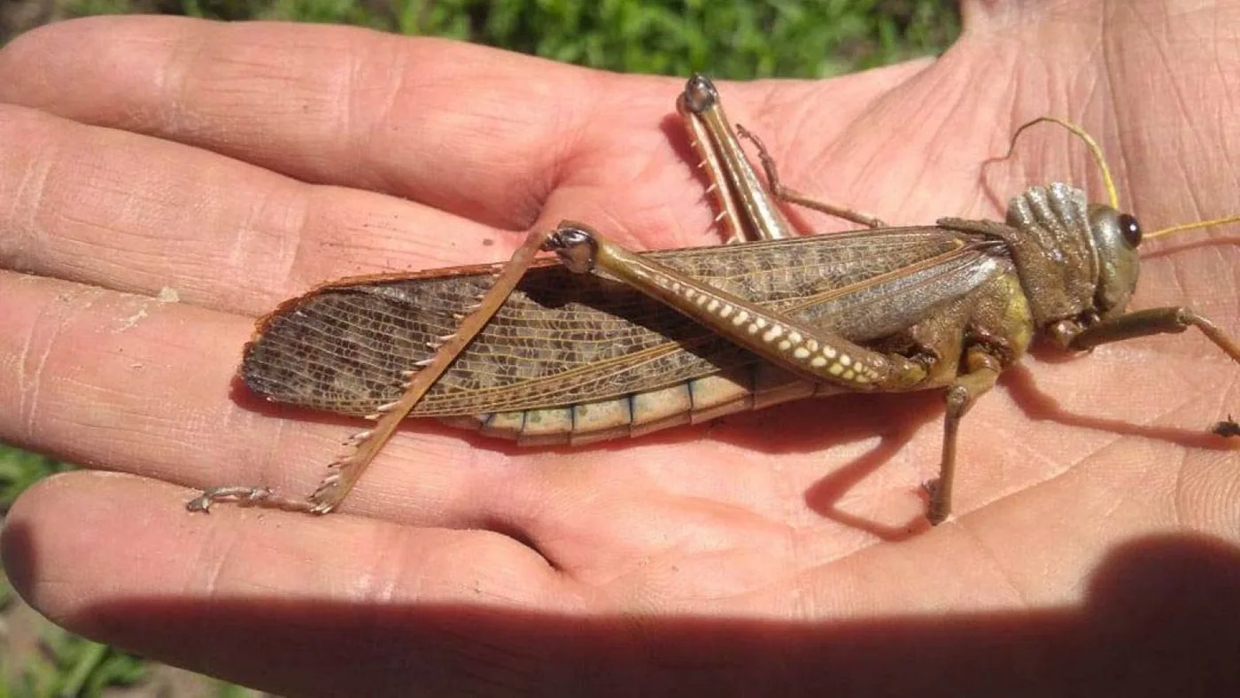 Analizan usar insectos como alimento balanceado en la producción acuícola