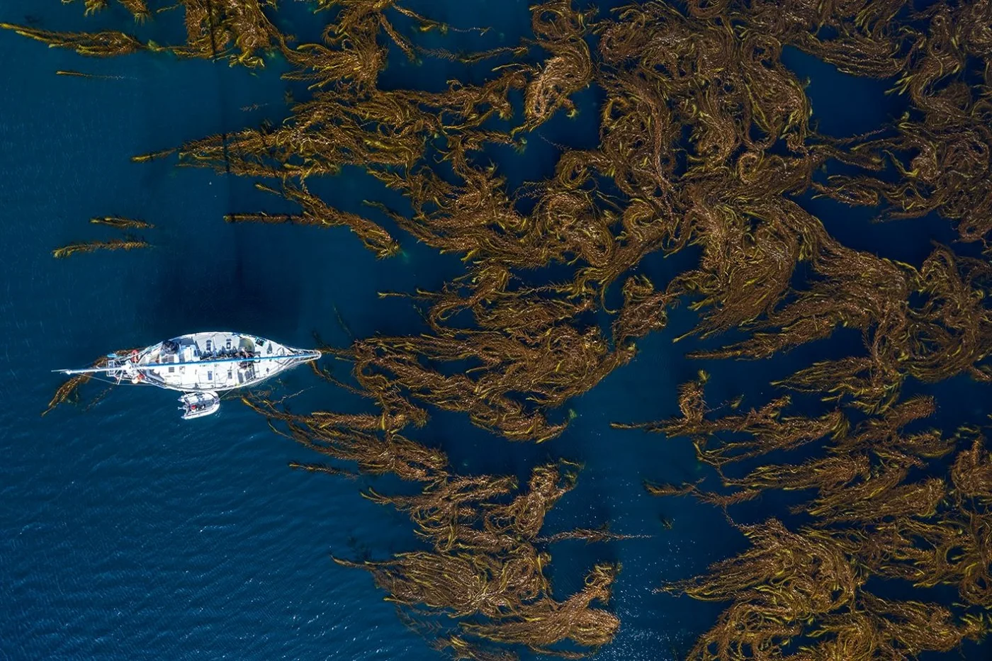 La protección de los bosques submarinos une a Argentina y Chile