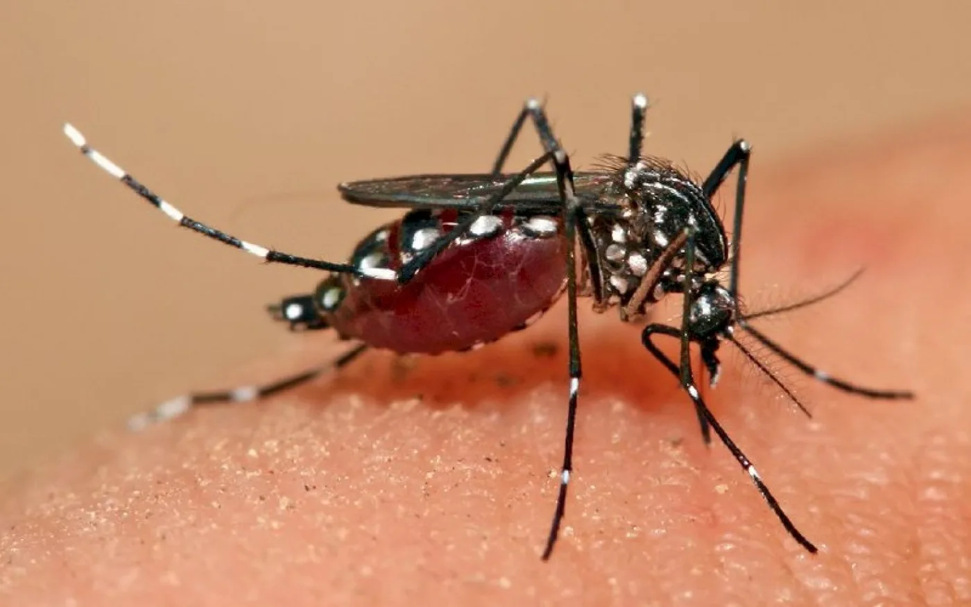 Mosquito de la especie Aedes infectado (Ae. aegypti o Ae. albopictus)..
