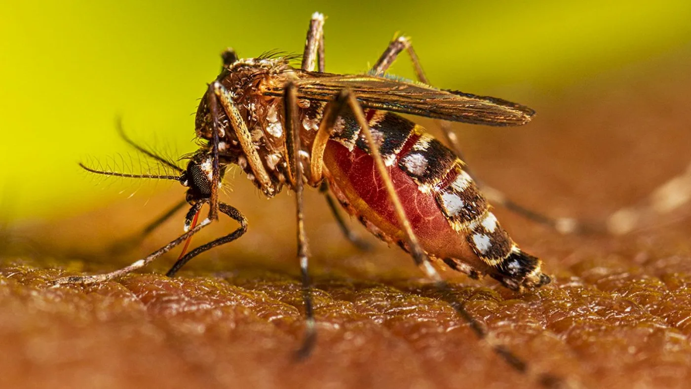 Brasil inició este viernes una campaña de vacunación gratuita contra el dengue.