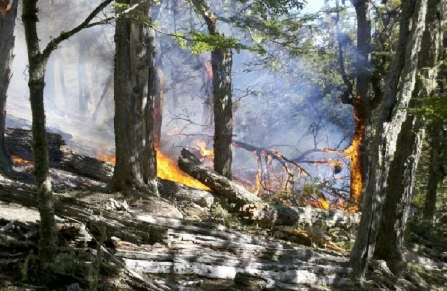 Incendios forestales: Reforzarán campaña de concientización y aplicarán fuertes multas