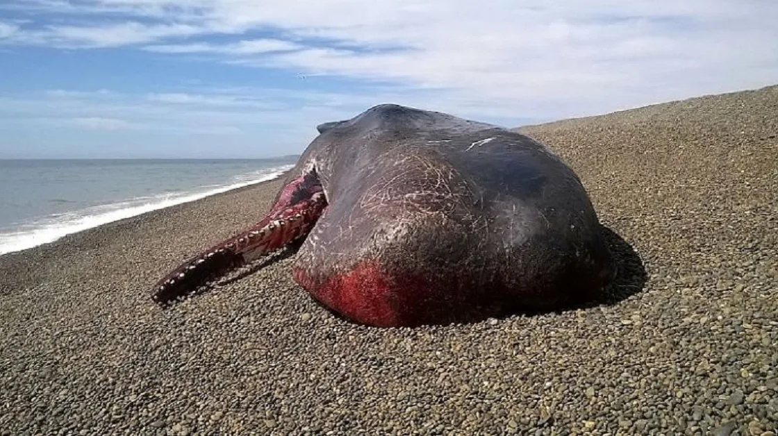 Hallan un cachalote muerto cerca de Caleta Olivia