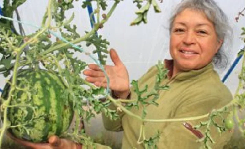 Sandías y melones también pueden ser cultivados en la Patagonia chilena