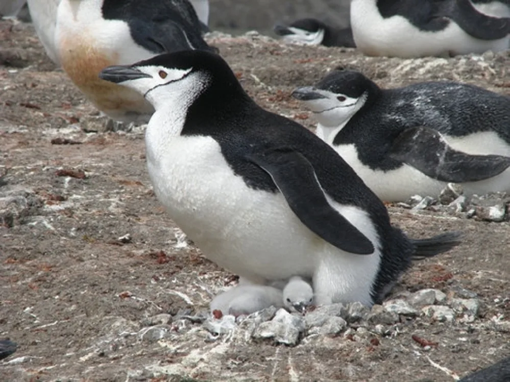 Detectan parásitos sanguíneos en pingüinos de la Antártida