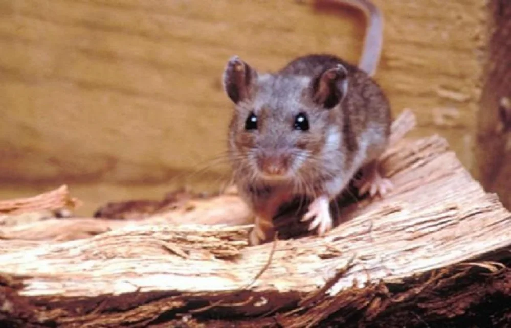 Alerta epidemiológica en Tucumán por hantavirus