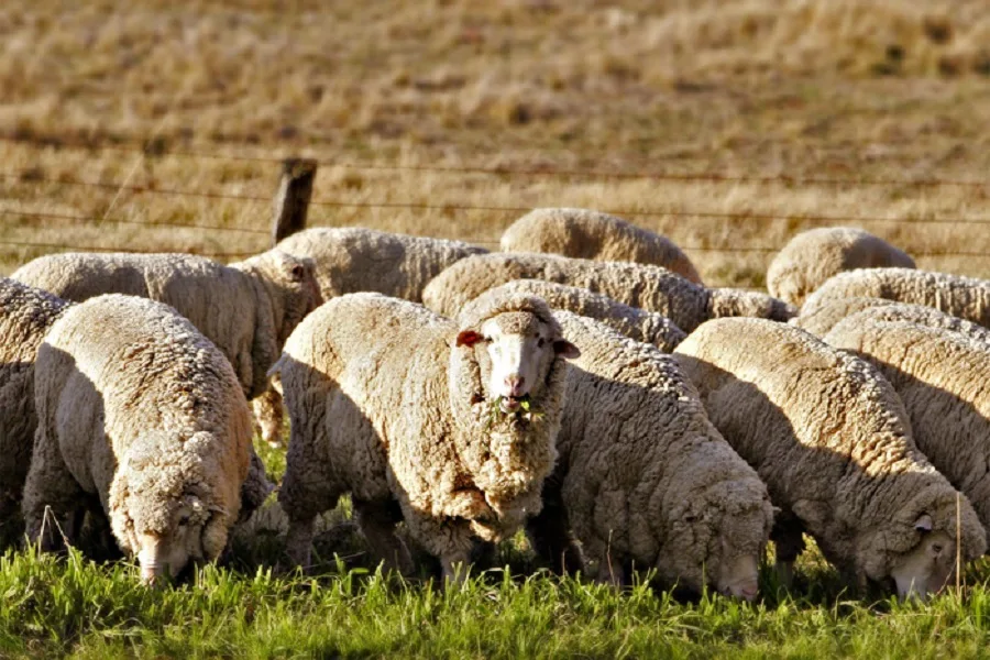 Laneras de la provincia de Trelew exportaron 2.380 toneladas de lana sucia