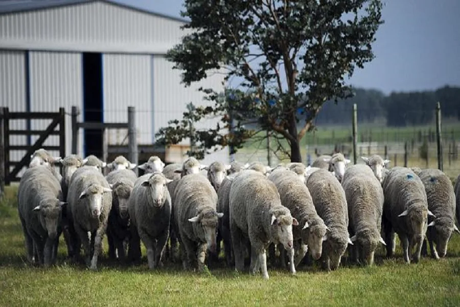 Estancia Flamenco incorporó la Merino Dohne, nueva raza ovina