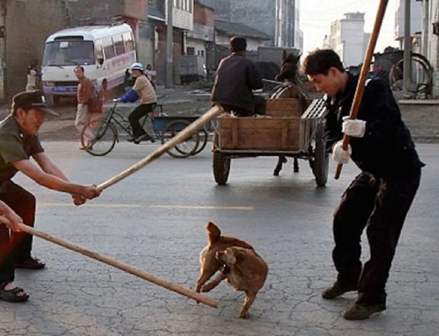 Ciudad china inicia su polémica carnicería de perros