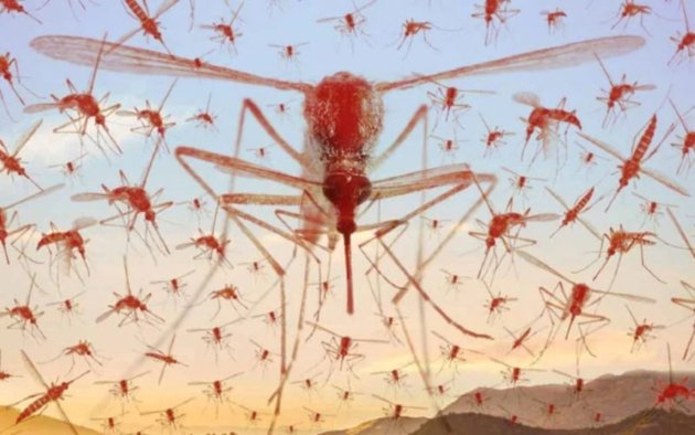 Liberan mosquitos estériles de color rojo flúor en Mendoza para combatir el dengue.