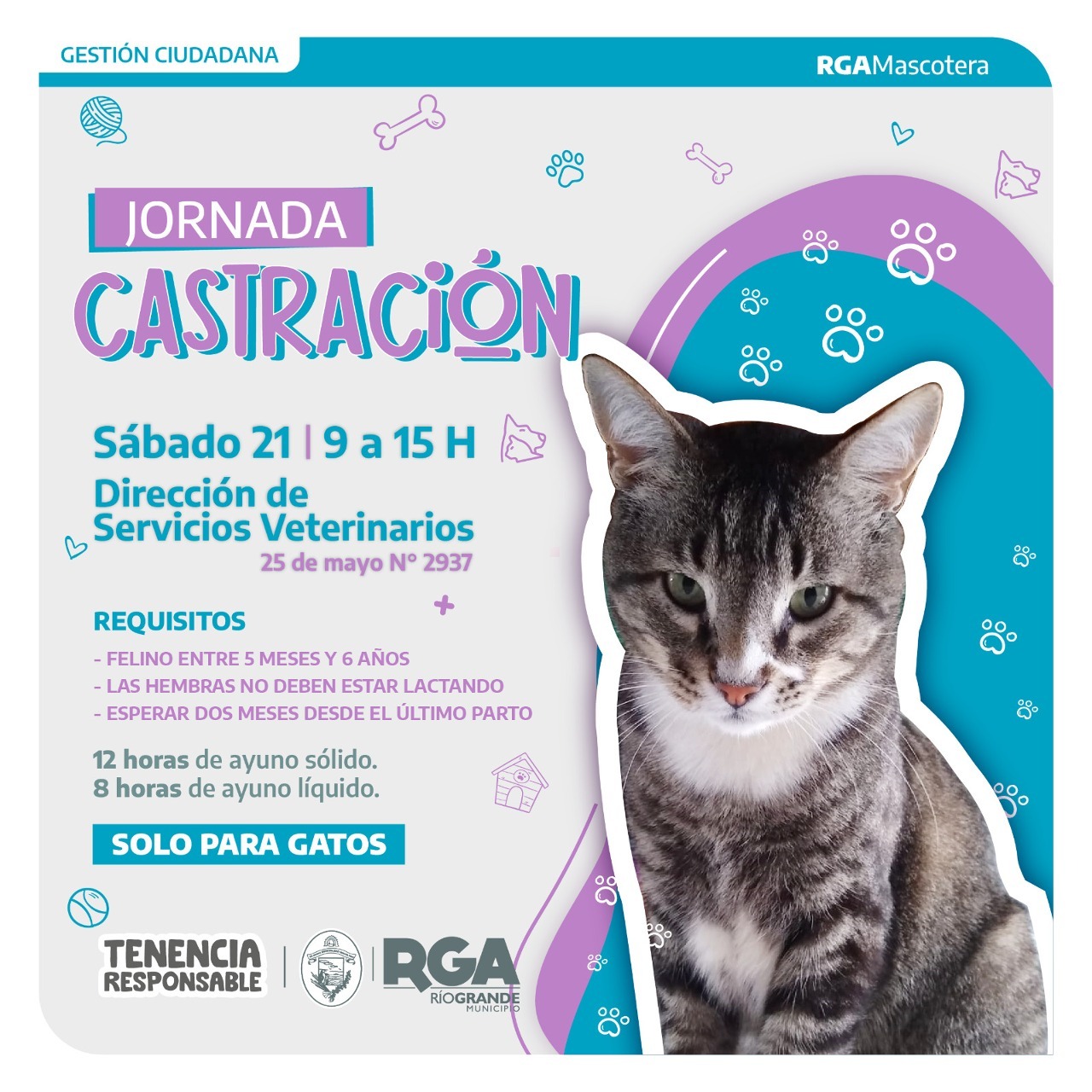 Jornada decastración para felinos de la ciudad