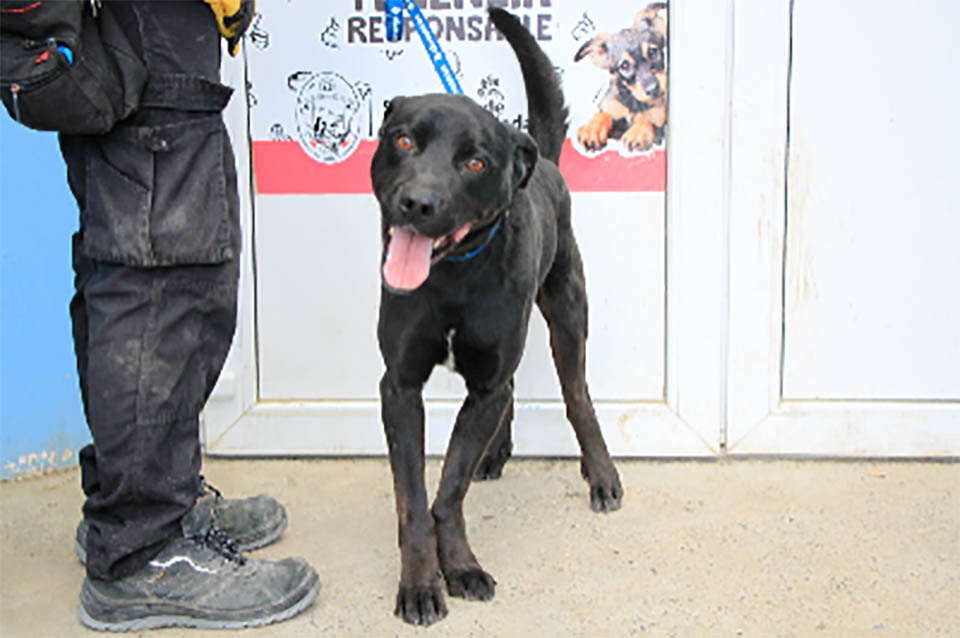 Se viene otra jornada de adopción, vacunación y chipeo