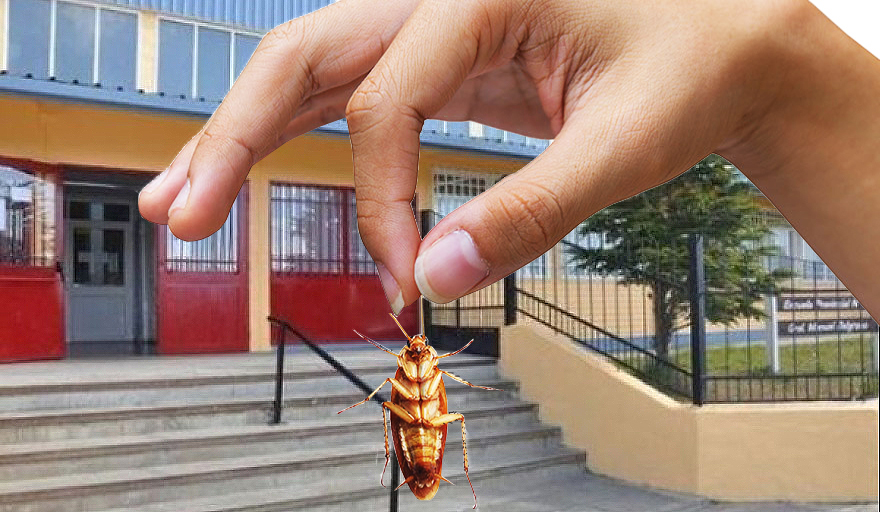 Plaga de cucarachas invade la Escuela 10 de Río Grande