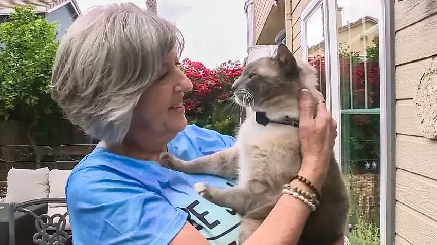 Un gato recorrió más de 1.300 kilómetros para reunirse con su familia