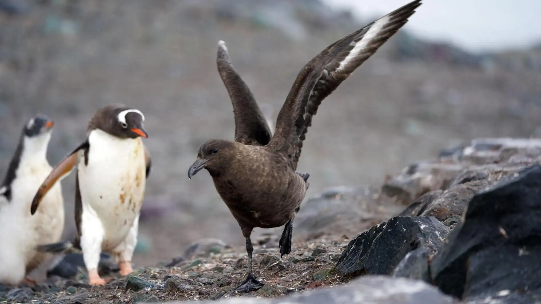 La gripe aviar avanza en la Antártida y amenaza a la fauna salvaje