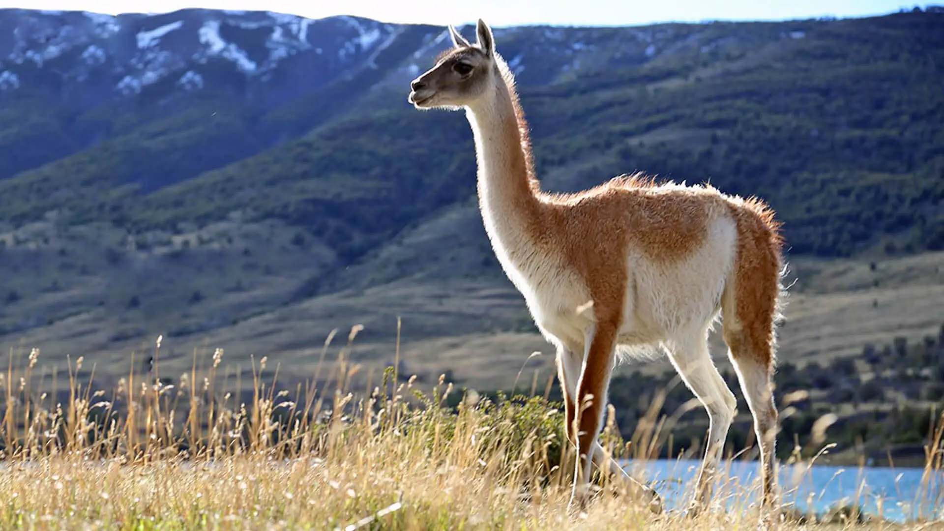 El CONICET desmintió la "superpoblación" de guanacos y defendió su rol en la Patagonia