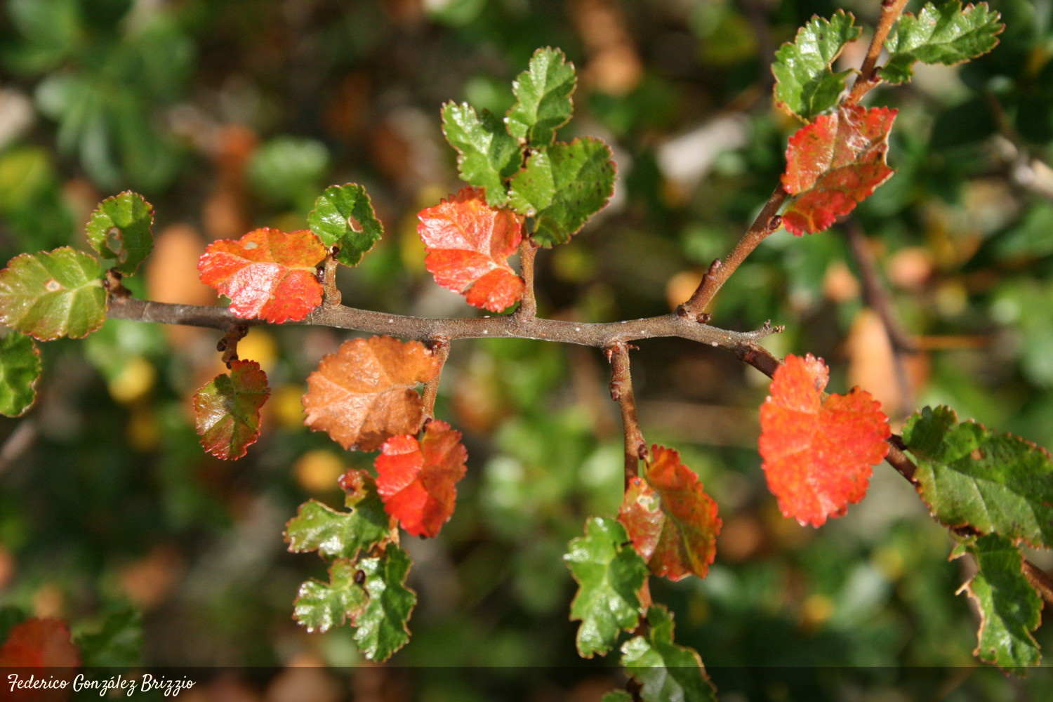 El Ñire, una planta que tiene propiedades antioxidantes y anticancerígenas