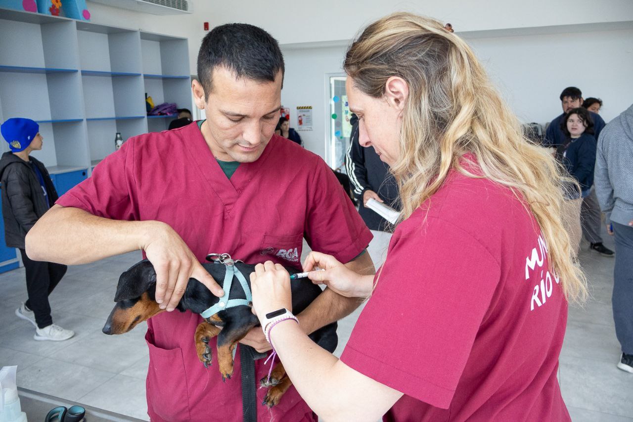 Gran convocatoria a la Primera Jornada de Salud Pública Animal