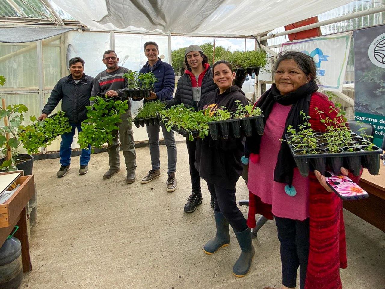 Se estima la entrega de 1.800.000 plantines de verduras para esta temporada