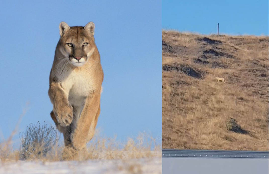 Puma avistado en cercanías de San Sebastián