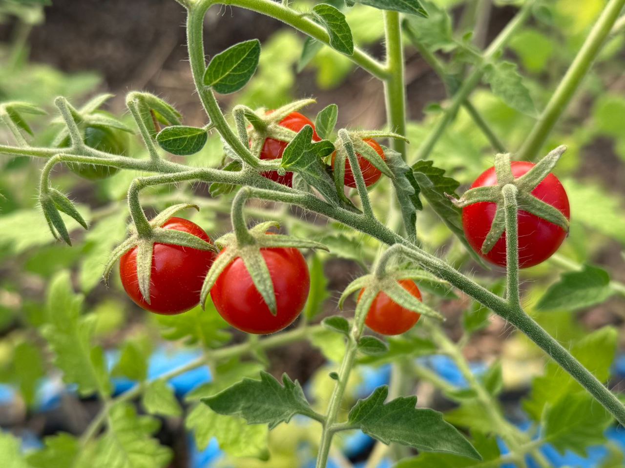 Expectativa por los tomates de RGA Alimentos