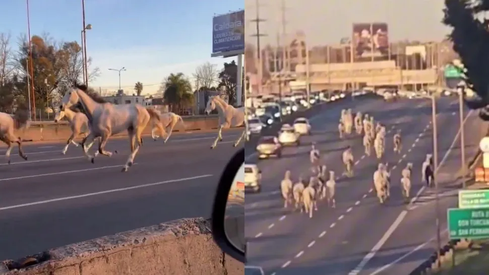 Se vieron 46 caballos corriendo entre los autos por Panamericana