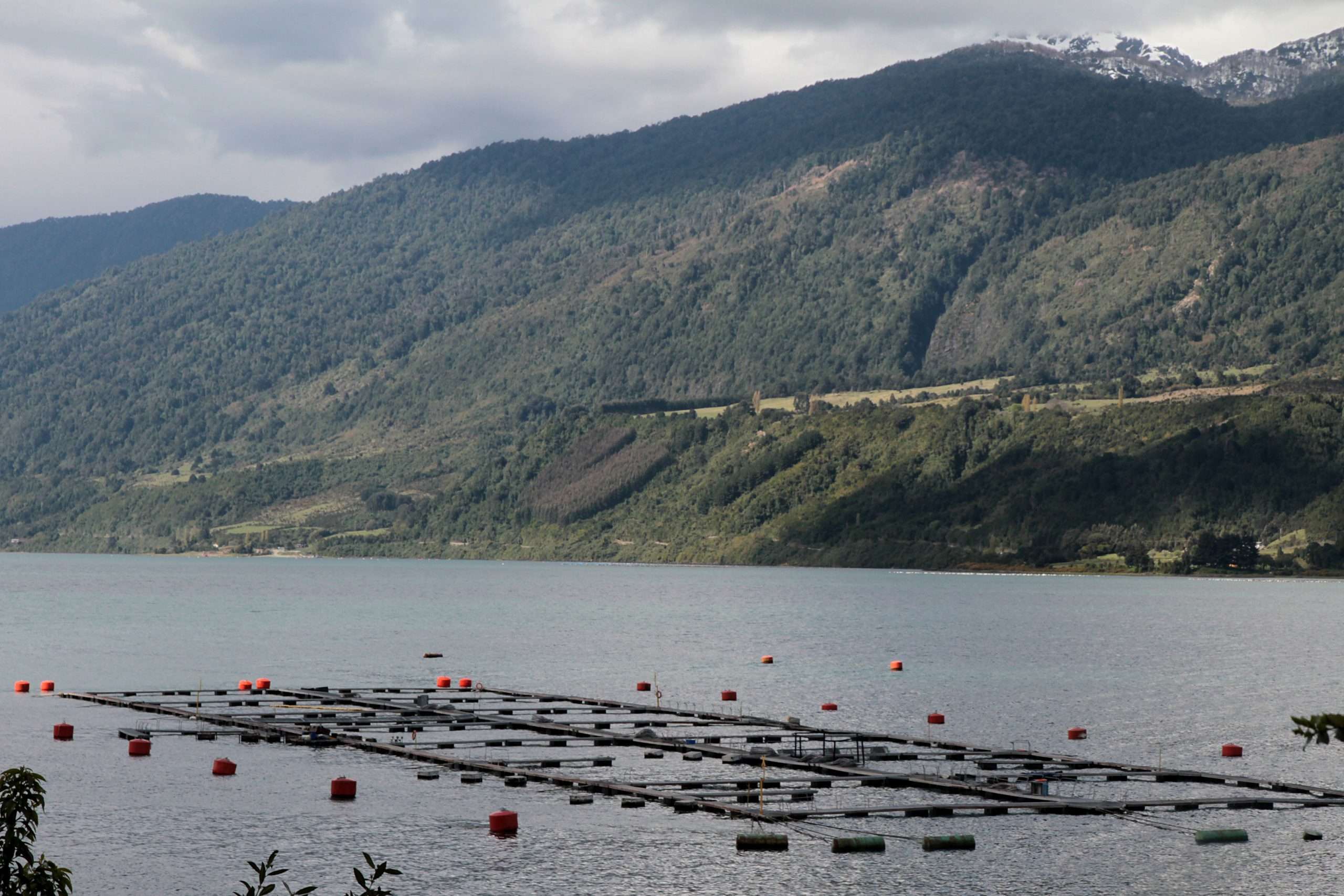 La salmonicultura en Chile devasta la Patagonia