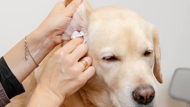 Río Grande realizará una nueva jornada de cuidados para mascotas